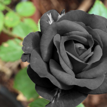 Черные цветы название, описание и фото