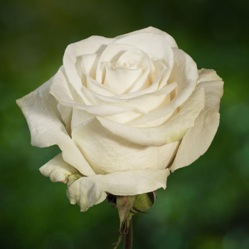 Роза Венделла: описание цветка