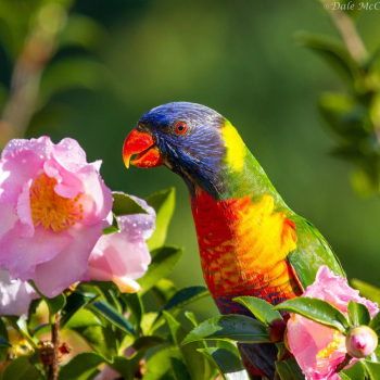 Попугай ест цветы: почему, какие можно грызть, а какие цветы опасны для попугая