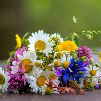 Какие цветы цветут летом: названия, описания и фото