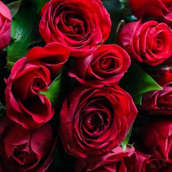 Роза красная 50 см (Кения) поштучно