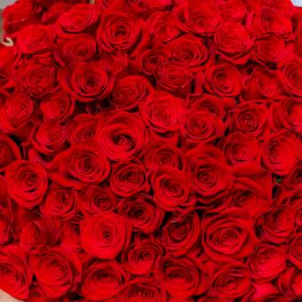 Букет из 101 красной розы 70 см (Эквадор)