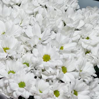 Хризантема кустовая белая Бакарди (ромашка) поштучно