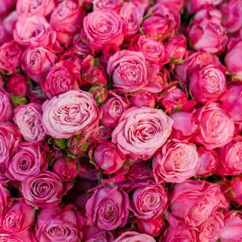 Букет из 51 пионовидной кустовой розы Леди Бомбастик 50 см