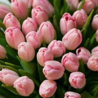 Тюльпаны розовые поштучно