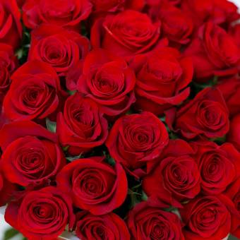 Букет из 51 красной розы 50 см (Эквадор)