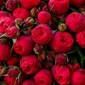 Пионовидная кустовая роза Ред Пиано 50 см поштучно