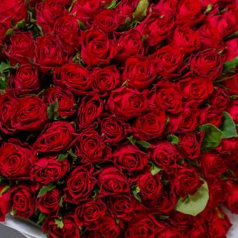 Роза красная Кения (35 см) поштучно
