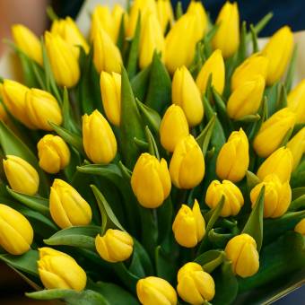 Тюльпаны поштучно желтые (Голландия)