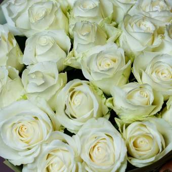 Роза белая 50 см (Кения) поштучно