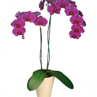 Фаленопсис орхидея (цвета в ассортименте)