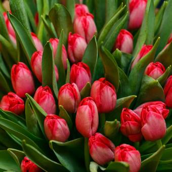 Тюльпаны поштучно красные (Голландия)