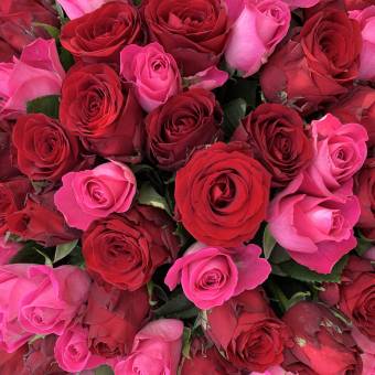 Букет из 101 красной и розовой розы 50 см (Кения)
