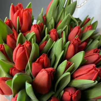 Охапка 50 тюльпанов красные (Голландия)