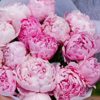 Пионы розовые поштучно (Голландия)