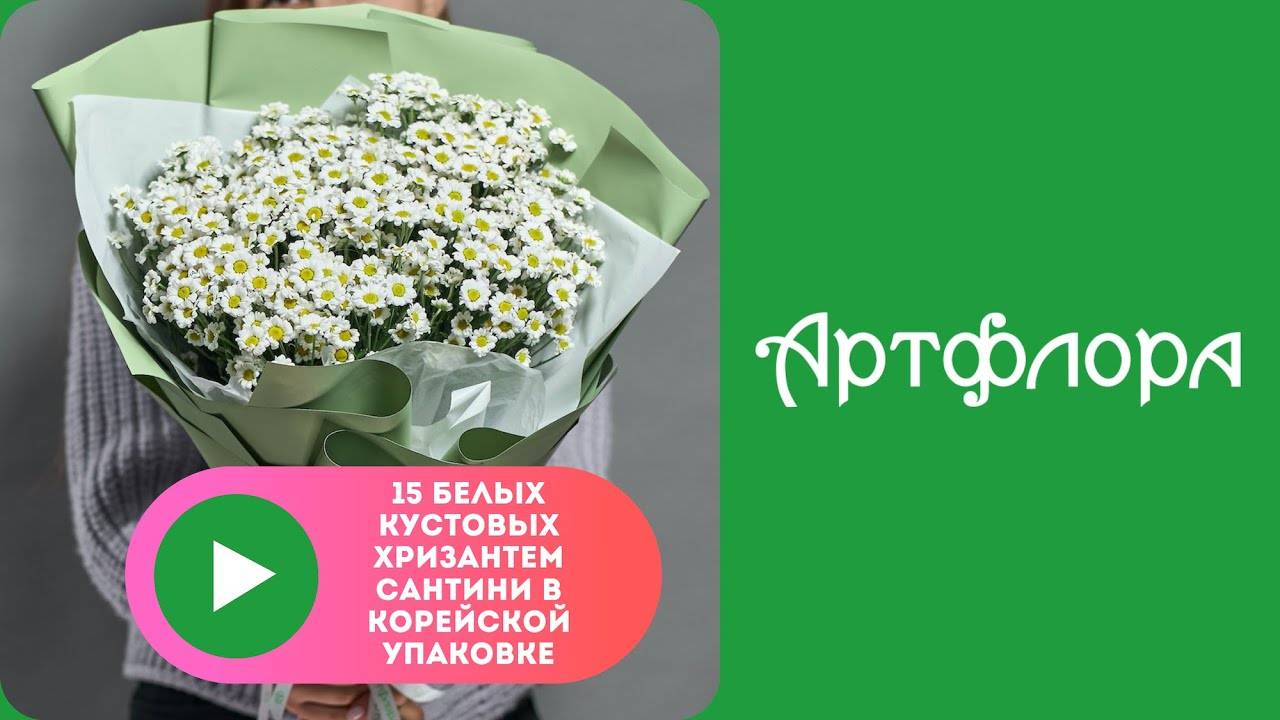 Embedded thumbnail for Букет из 15 белых кустовых хризантем Сантини в корейской упаковке